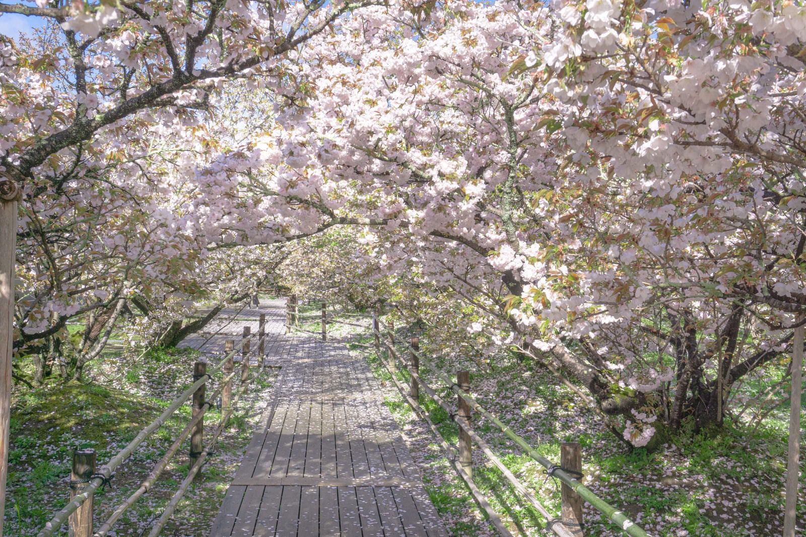 「朝日を浴びる御室桜のトンネル」の写真