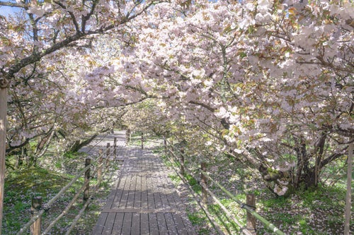 朝日を浴びる御室桜のトンネルの写真