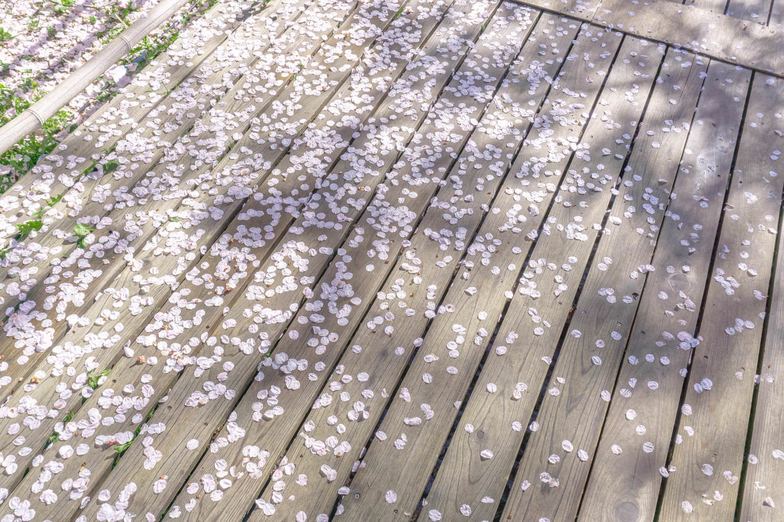 「御室桜の林を巡る板張りの歩道に散る花びら」の写真