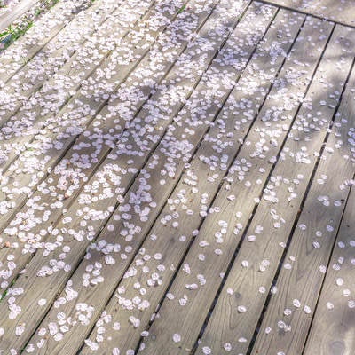 御室桜の林を巡る板張りの歩道に散る花びらの写真