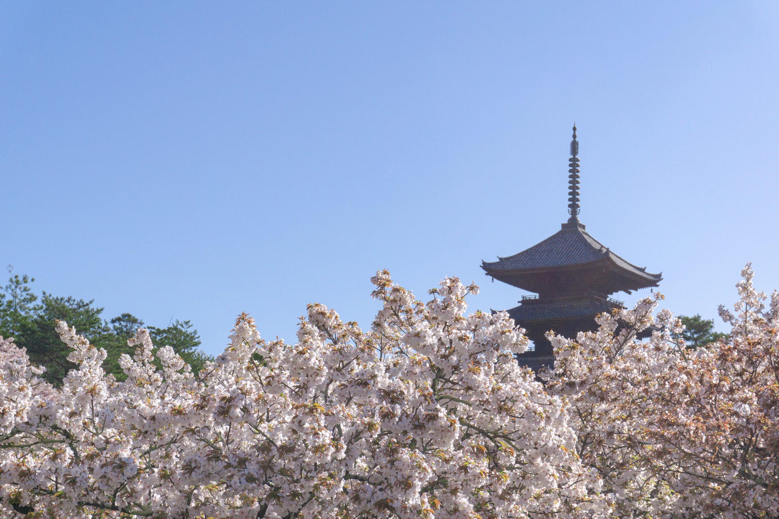 「朝の光の中の御室桜と五重塔」の写真