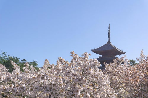 朝の光の中の御室桜と五重塔の写真