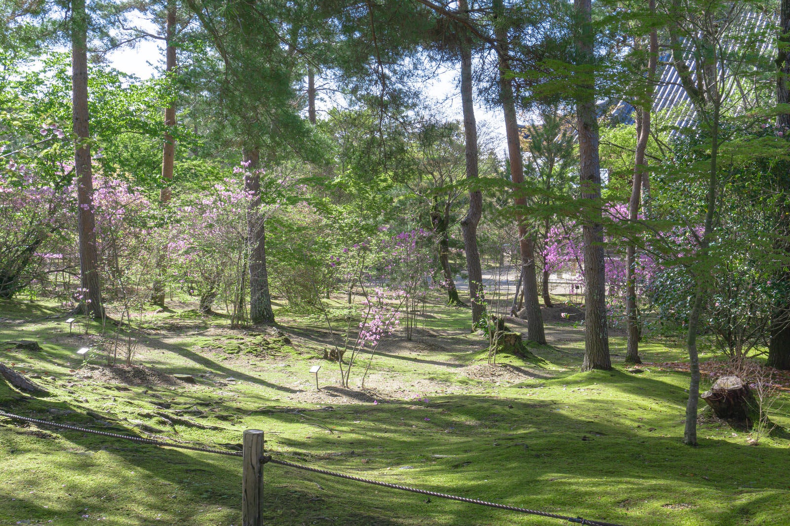 「緑の林の中に鮮やかさを添えるミツバツツジ」の写真