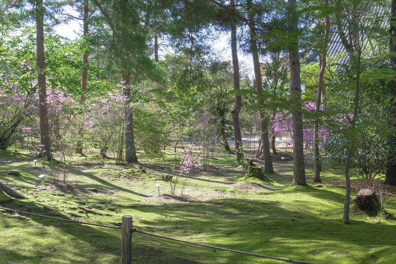 緑の林の中に鮮やかさを添えるミツバツツジの写真