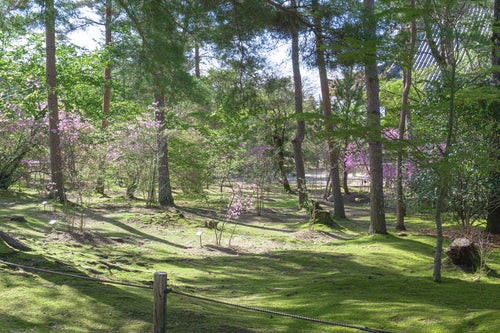 緑の林の中に鮮やかさを添えるミツバツツジの写真
