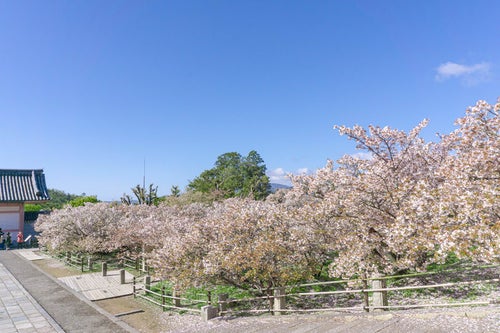 金堂から見る御室桜の林と中門の写真