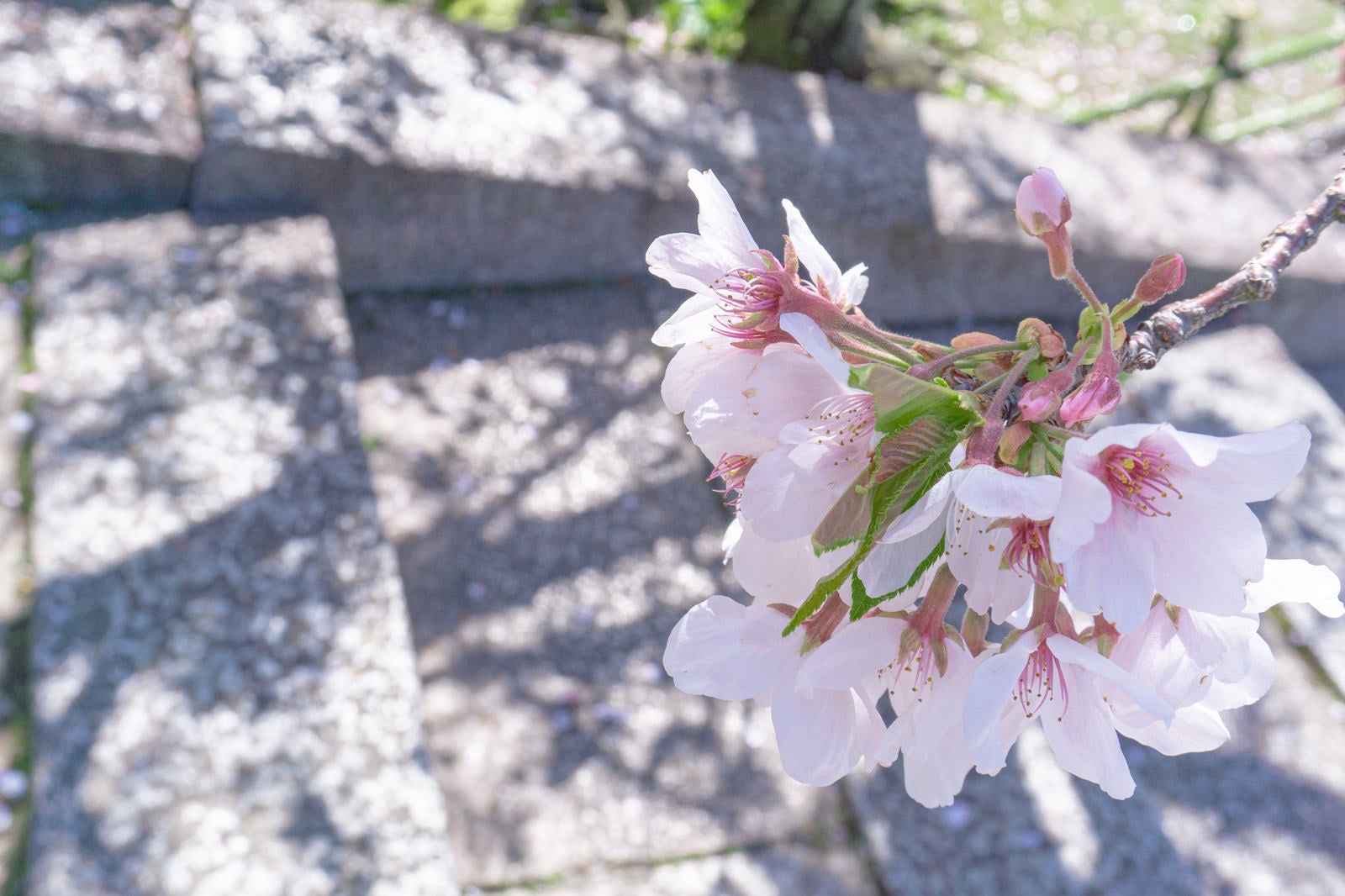 「石段まで枝を伸ばす桜」の写真