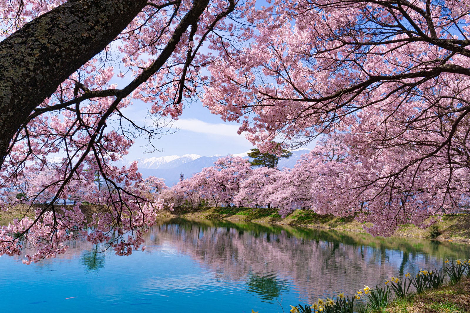 「花の合間から望む残雪の中央アルプスと風でざわめく水面に淡いピンクの影を落とす満開の桜」の写真