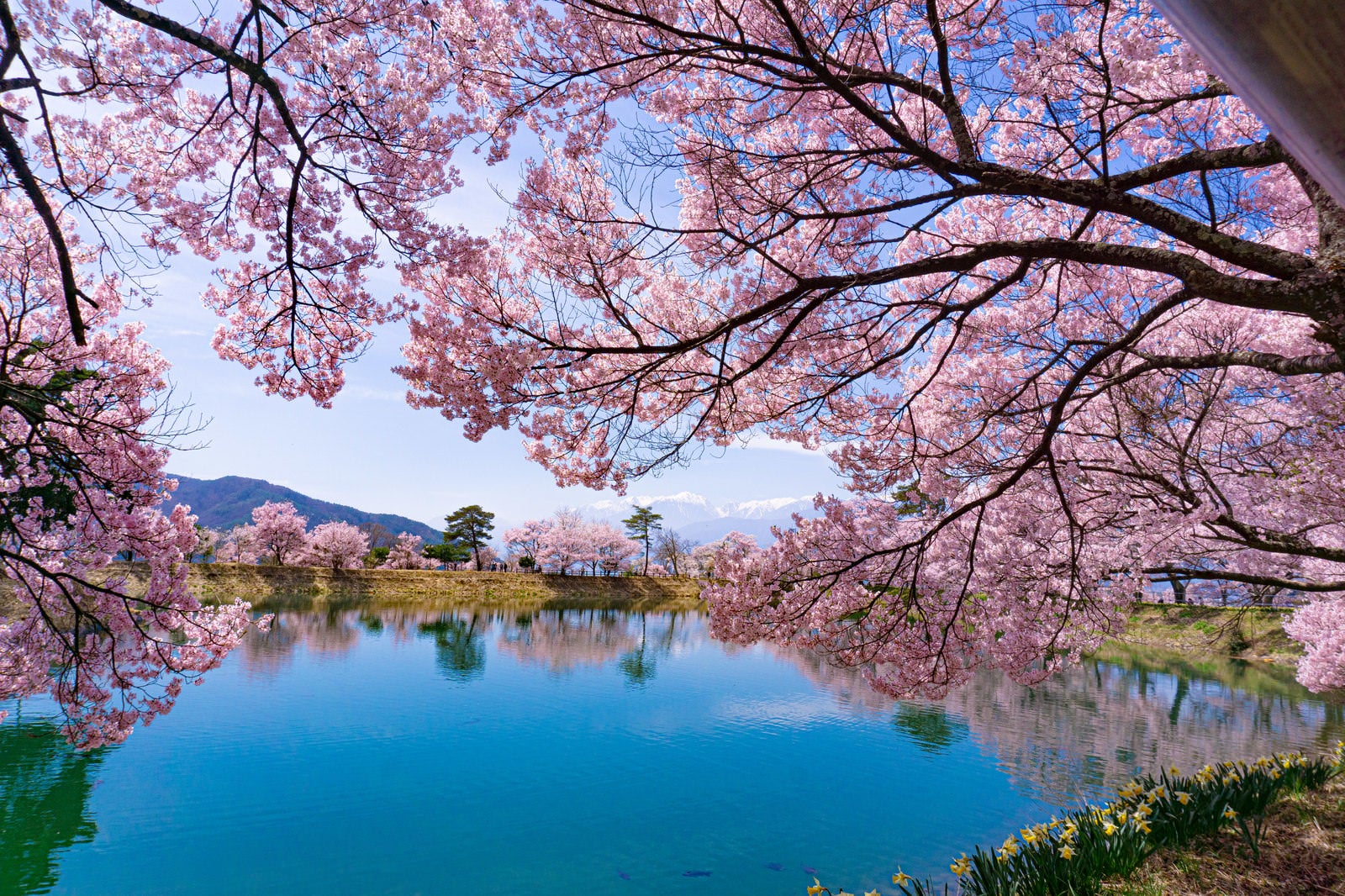「満開の桜に囲まれる春の六道の堤」の写真