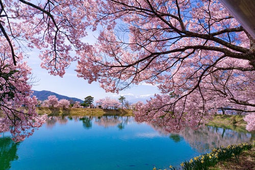 満開の桜に囲まれる春の六道の堤の写真