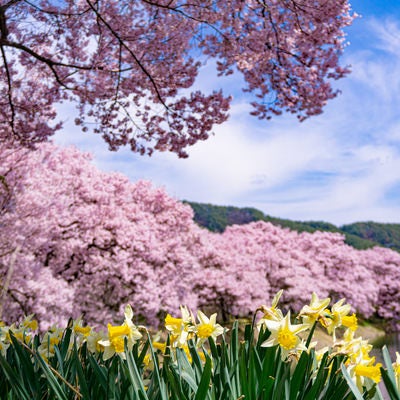 満開の桜と水仙が池の畔を彩る六道の堤の写真