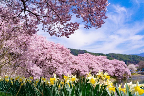 満開の桜と水仙が池の畔を彩る六道の堤の写真