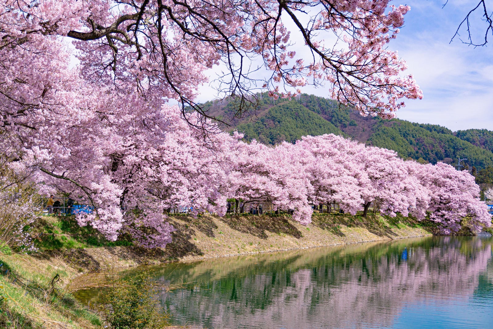 「池の畔を優しいピンクで埋め尽くす六道堤のタカトオコヒガンザクラ」の写真