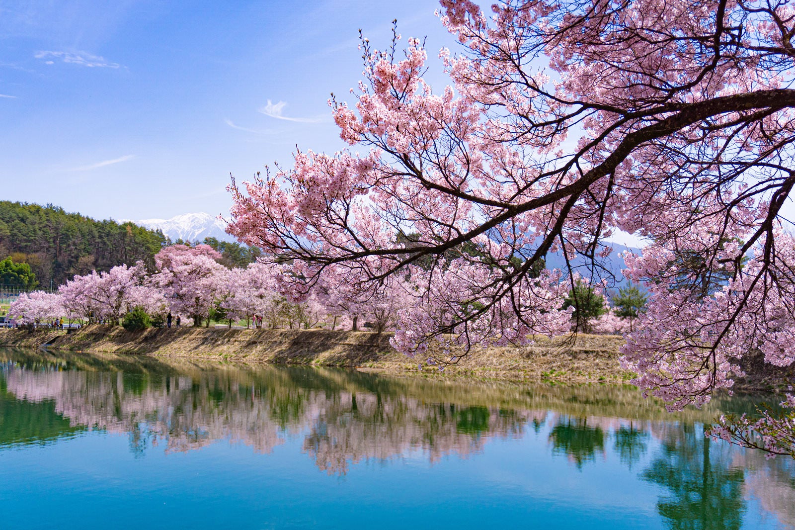 「一枝の桜とその向こうに見える淡いシンメトリーの景色」の写真
