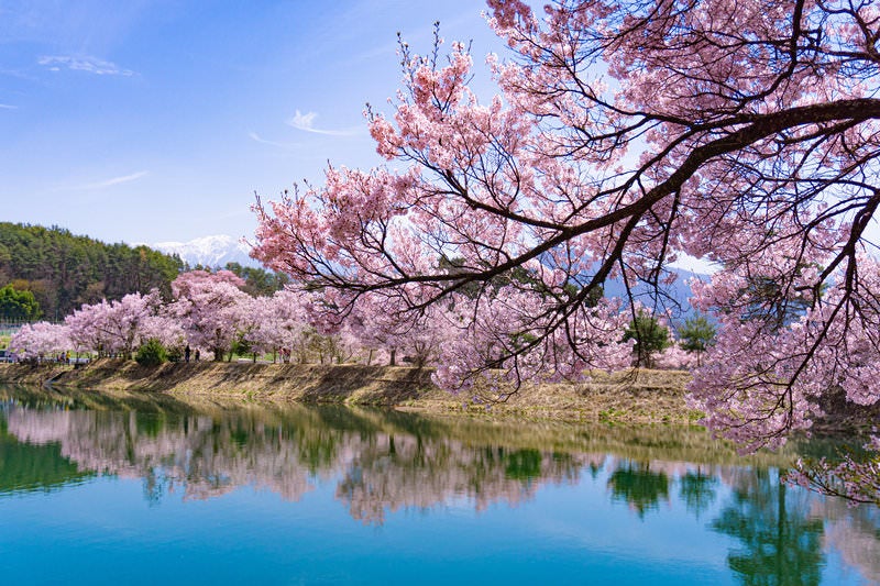 一枝の桜とその向こうに見える淡いシンメトリーの景色の写真