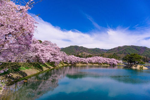 小さな島が浮かぶ池の畔を満開の桜が縁どるの写真