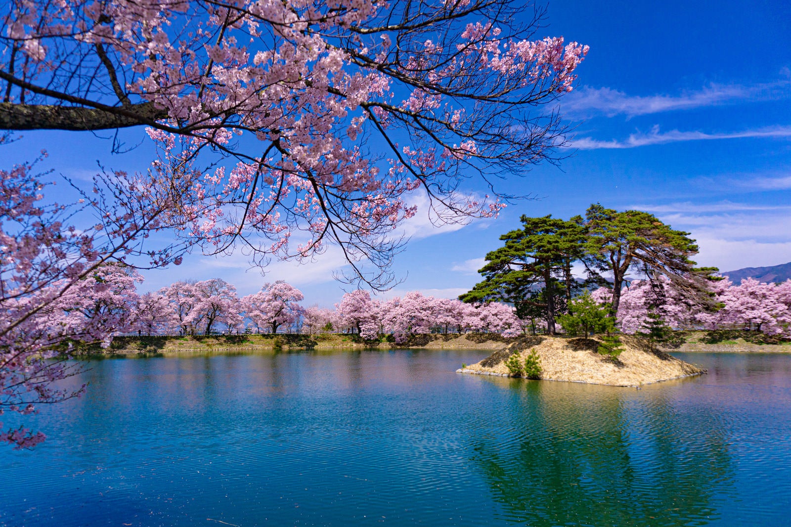 「満開の桜に彩られる池と小さな島」の写真