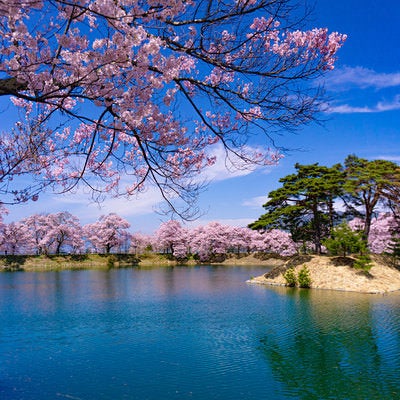 満開の桜に彩られる池と小さな島の写真
