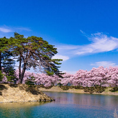 松の根元に小さな祠が祀られている六道の堤の池に浮かぶ島の写真