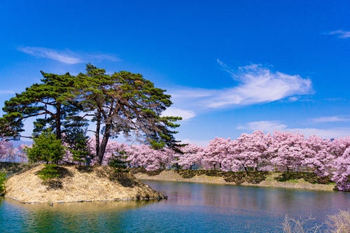 松の根元に小さな祠が祀られている六道の堤の池に浮かぶ島の写真