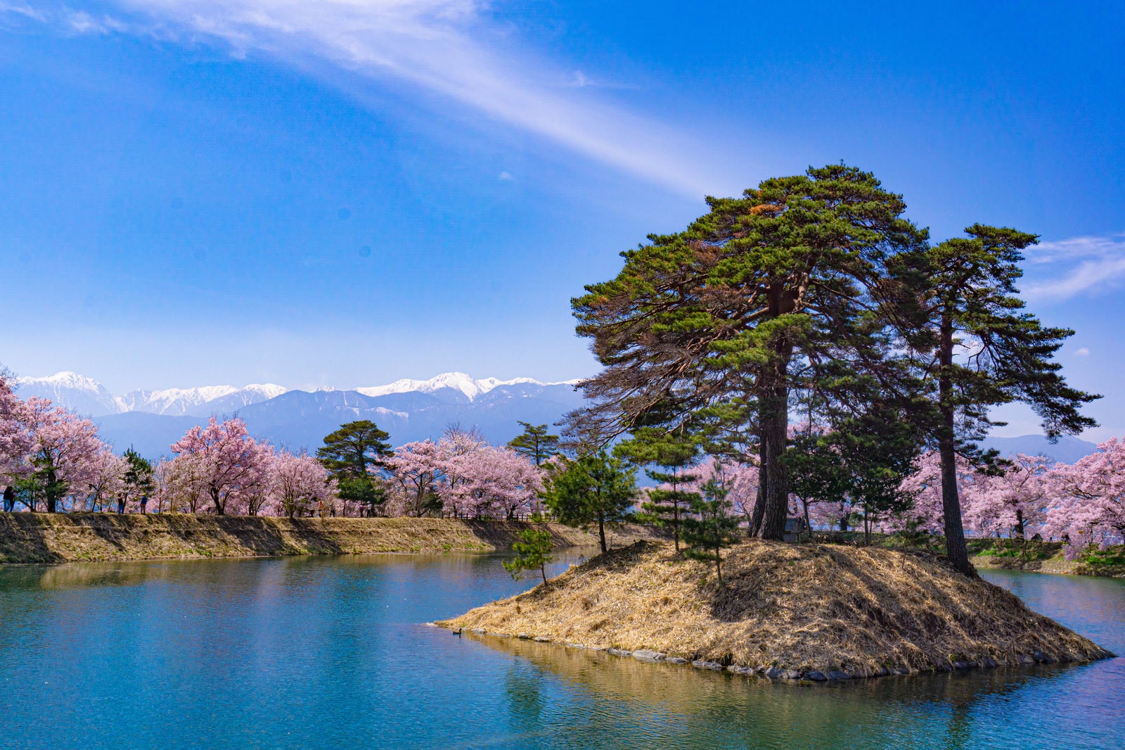 「池に浮かぶ小さな島の背景に立ち並ぶ桜と霞む残雪の山々」の写真