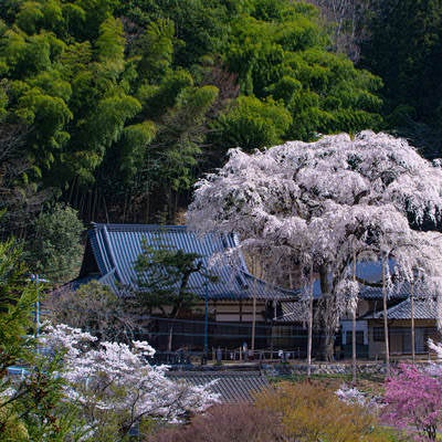 大安寺の樹齢180年と言われるしだれ桜の写真