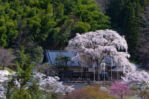 大安寺の樹齢180年と言われるしだれ桜の写真