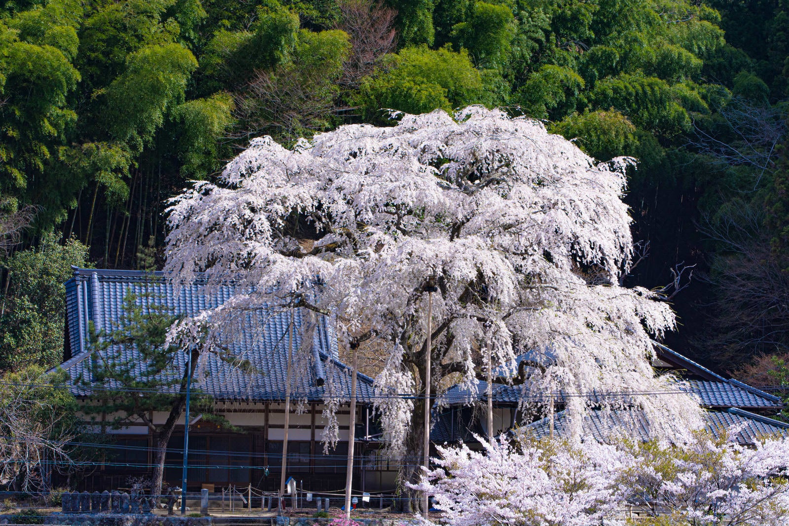 「大きくその枝を広げる満開の大安寺しだれ桜」の写真