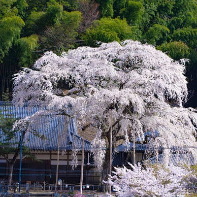 大きくその枝を広げる満開の大安寺しだれ桜の写真
