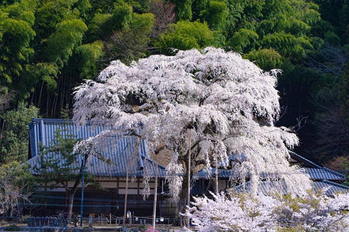 大きくその枝を広げる満開の大安寺しだれ桜の写真