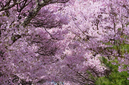 重なり合う満開の桜の写真