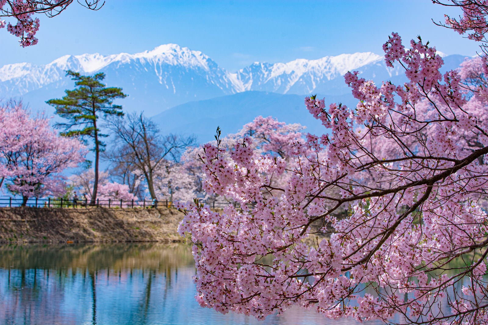「残雪輝く山々と桜が彩る六道の堤の春」の写真