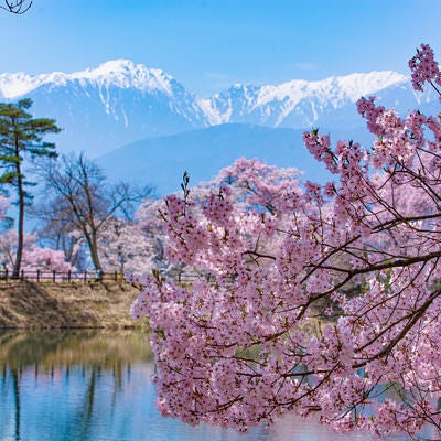 残雪輝く山々と桜が彩る六道の堤の春の写真