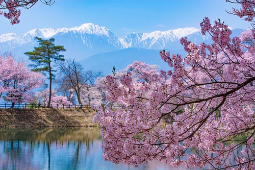 残雪輝く山々と桜が彩る六道の堤の春の写真