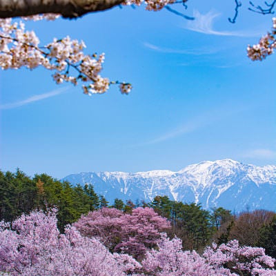 桜に挟まれて見える残雪の南アルプスの写真