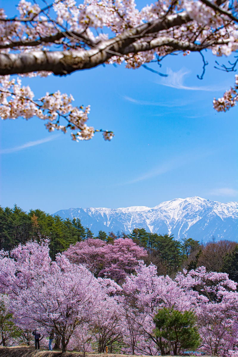 「桜に挟まれて見える残雪の南アルプス」の写真