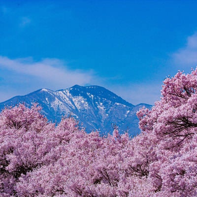 青空の下、満開の桜の上に顔を出す春霞の山の写真