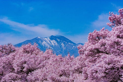 青空の下、満開の桜の上に顔を出す春霞の山の写真