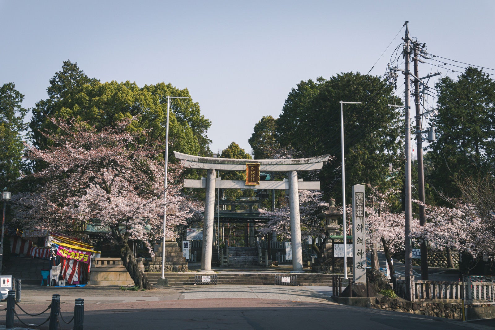 「桜に囲まれた針綱神社の鳥居」の写真