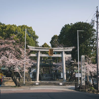 桜に囲まれた針綱神社の鳥居の写真