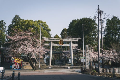 桜に囲まれた針綱神社の鳥居の写真