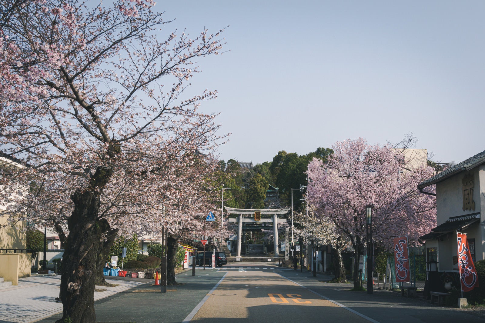 「満開の桜の犬山城下町の朝」の写真