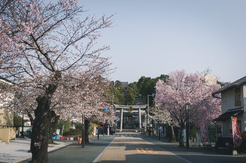 満開の桜の犬山城下町の朝の写真