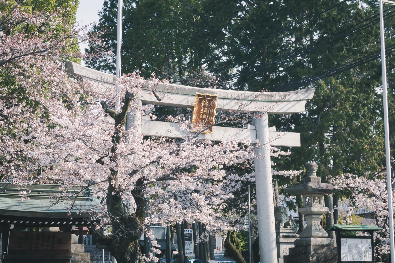 「美しく咲き誇る桜を従える堂々とした針綱神社の鳥居」の写真