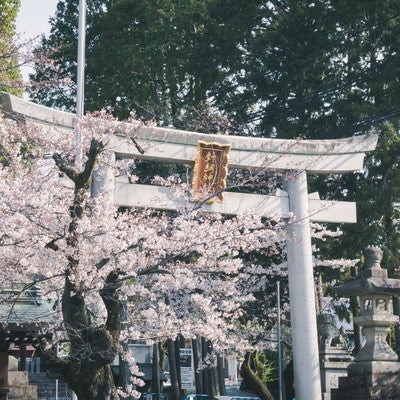 美しく咲き誇る桜を従える堂々とした針綱神社の鳥居の写真