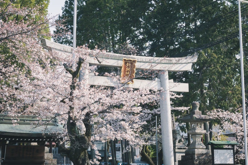 美しく咲き誇る桜を従える堂々とした針綱神社の鳥居の写真