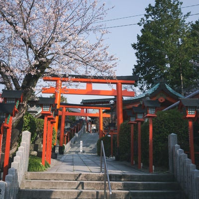 犬山城への近道になる三光稲荷神社の朱色の鳥居と咲き始めの桜の写真