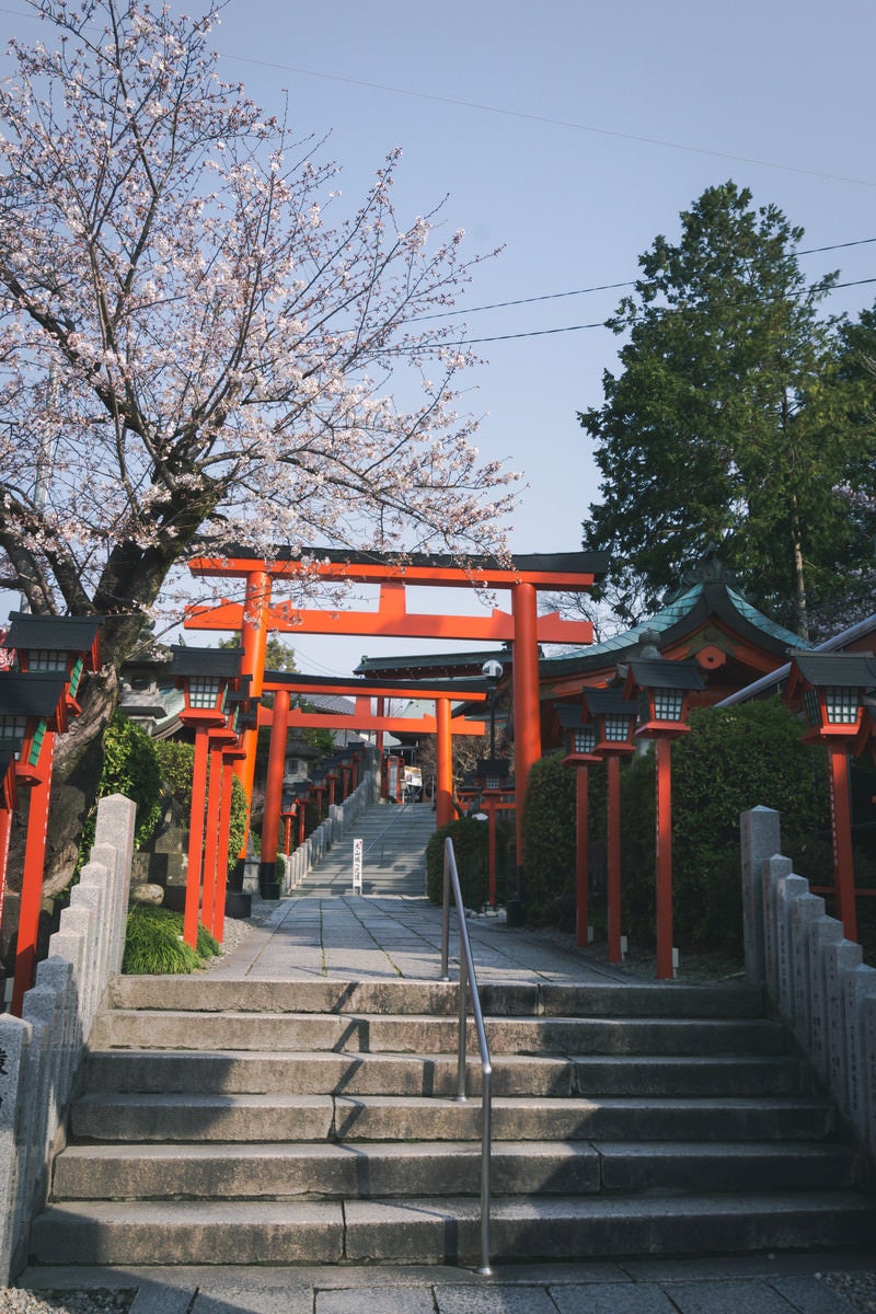 「犬山城への近道になる三光稲荷神社の朱色の鳥居と咲き始めの桜」の写真