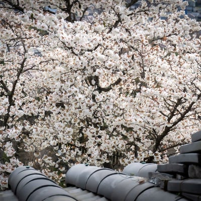 見下ろした満開の桜と瓦の写真