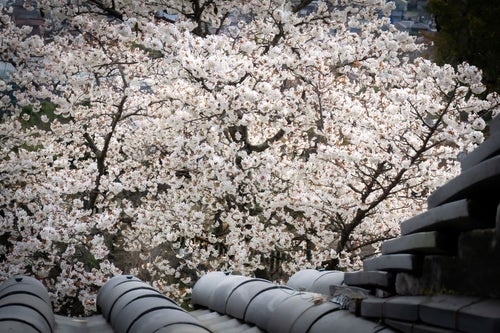 見下ろした満開の桜と瓦の写真
